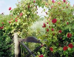 jardin